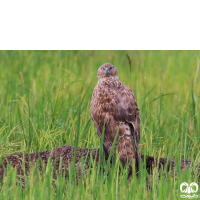 گونه سنقر تالابی شرقی Eastern Marsh Harrier